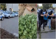 Privođenje Zorana i Nebojše: Uzgajali marihuanu