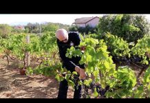 Hercegovačka vina cijenjena na svjetskom tržištu