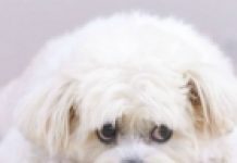 Južna Koreja konačno će zabraniti konzumiranje psećeg mesa: “To je internacionalna sramota”