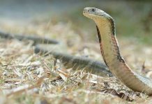 “Unajmio” dvije zmije da ubije suprugu