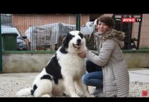 “Avaz TV” u Bužimu: Kako je tornjak Sevdah osvojio svijet