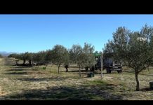 Berba maslina u Hercegovini: Urod za 30 posto manji, ulje poskupjelo