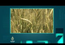 Rast cijena hrane u regiji, poljoprivrednici bez sistemske podrške | Kontekst