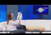 Namještaja i opreme za kućne ljubimce: Hranilice su veliki hit, to je nešto što ostaje i traje