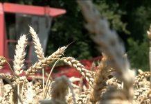 Posljednji udar na džepove građana bilo je poskupljenje hljeba