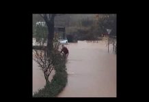 Sarajlija spasio psa koji je zaglavio u živoj ogradi u nabujaloj rijeci na Ilidži