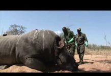 TechKnow – Vještački rog nosoroga – Ponedjeljak 17:05