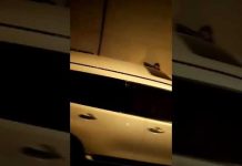 Sudar u tunelu Vukov Gaj na autoputu kod Sarajeva