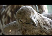 Ugrožene vrste u Srbiji: Opasnost i klimatske promjene