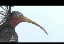 Ptica koja je izumrla u srednjoj Evropi sve češće u BiH