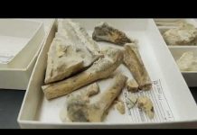 TechKnow – Trgovina kostima – Ponedjeljak 17:05