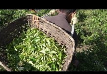 Spor Nepala i Indije oko čaja