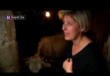 ALMASA ODUŠEVLJENA KRAVOM BJELKOM: POGLEDAJTE PRIČU SA ADEMOVOG I ŠEFIKINOG IMANJA