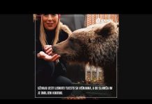 Upoznajte neodoljive medvjedice Mašu i Ljubicu koje uživaju jesti lisnato tijesto sa višnjama