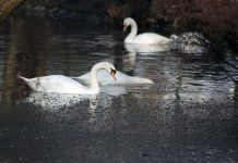 Potvrđen slučaj ptičje gripe u BiH