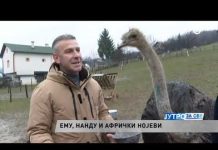 Jutjuber iz Travnika uzgaja Nojeve