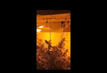 Akcija MUP-a KS: Pronađena laboratorija za uzgoj i proizvodnju marihuane