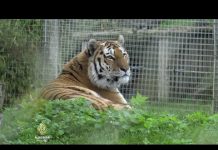 ZooPoo: Zoološki vrt od životinjskog izmeta pravi energiju