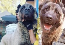 Razbojnici provalili u prostorije Pomozi.ba, nestao pas – priča završila sretno