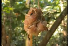 Pčele lešinarke razvile posebne bakterije u crijevima i livade zamijenile strvinom