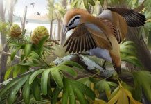 Otkriven fosil ptice star oko 120 miliona godina sa izrazito dugim jezikom – čemu joj je služio?