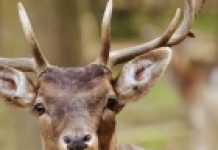 Prelazak koronavirusa na jelene, novi način preživljavanja virusa?!