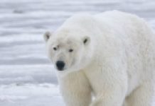 Masovni egzodus polarnih medvjeda iz Amerike u Rusiju