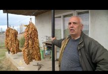 Težak opstanak makedonskih proizvođača duhana