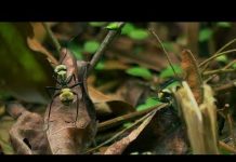 Žene u nauci – Skriveno blago Ekvadora – Srijeda 17:30