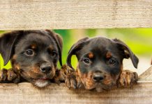 U hladnim danima sa snijegom nemojte zaboraviti na njih