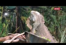 Ljepote BiH I Posjetili smo zoo vrt u Tuzli: Oaza mira i atrakcija za posjetioce u Bosanskoj Poljani