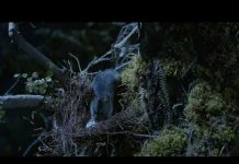 Priče s Istoka – Na rubu nestanka – Subota 17:05