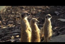 Naučnici prvi put uspjeli izvući životinjsku DNK iz zraka