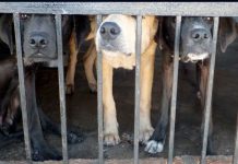 Švicarska prva zemlja koja će zabraniti testiranje na životinjama?