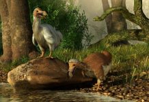 Genom ptice dodo potpuno je senkvencioniran! Da li će ova izumrla vrsta moći da bude vraćena u život?