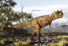 Nisu imali prednje udove, ali ih to nije spriječavalo da love plijen veći od sebe: Otkrivena nova neobična vrsta dinosaurusa