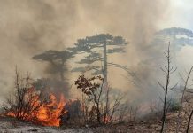 Veliki požar u Neumu: Ugroženi dalekovodi, potrebna pomoć iz zraka