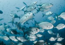 Naučni kutak: Da li ribe prde?