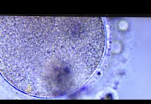 Vlast u FBiH planira usmjeriti pet miliona eura za proces potpomognute oplodnje