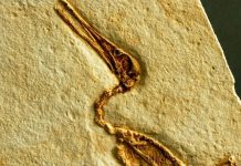 Omogući će naučnicima da bolje upoznaju pterosaurusa: Paleontolozi došli do izvanredno rijetkog nalaza