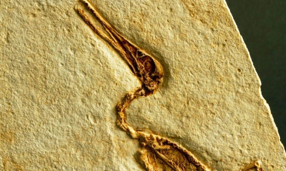 pterosaur-1000x600-1