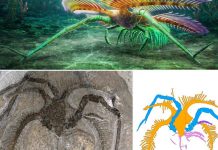 Nije imao oči, hodao je na ‘stopalima’ i stradao je u ‘Paleo Pompeji’: Upoznajte drevnog morskog čudaka