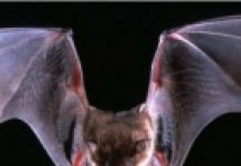 U sljedećih 50 godina bit će sve veći rizik od čak 15.000 transmisija virusa