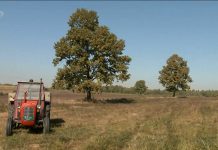 Žetva krušnog žita počinje, otkupna cijena još nije poznata