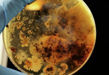 SZO: Zakazan sastanak o majmunskim boginjama