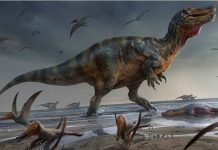 Pronađen do sada najveći kopneni dinosaurus