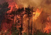 Vatrogasci uz herojsku borbu stavili pod kontrolu požar na Krasu