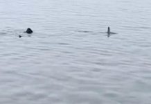 NOVI ZASTRAŠUJUĆI SNIMAK IZ HURGADE! Na plaži punoj kupača i 4 ajkule u plićaku