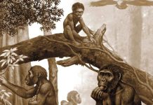 “Kolijevka čovječanstva” ne prestaje da iznenađuje: Ostaci ljudskih predaka otkriveni u njoj stariji su nego što se mislilo