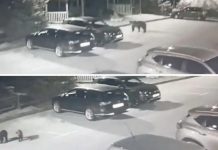 Snimak medvjeda na Bjelašnici: Hoda po parkingu, rovi po kontejneru